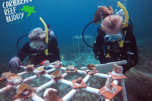 Our Research Divemasters working on the tables at the nursery