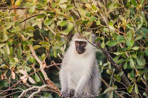 Volunteer in Wildlife Conservation with LV!