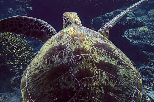 A green turtle glides along the reefs around Pom Pom
