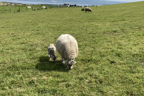 Baby Lambs in Limerick