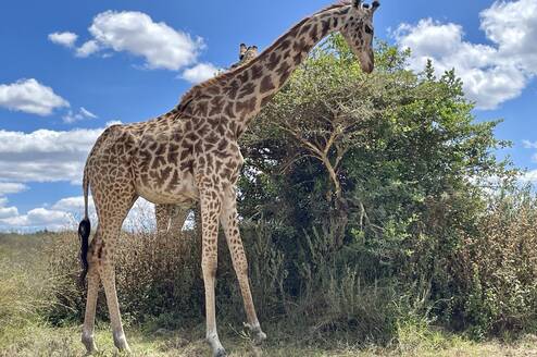 giraffe