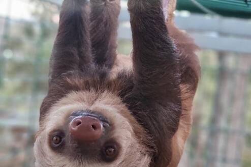 Sloth