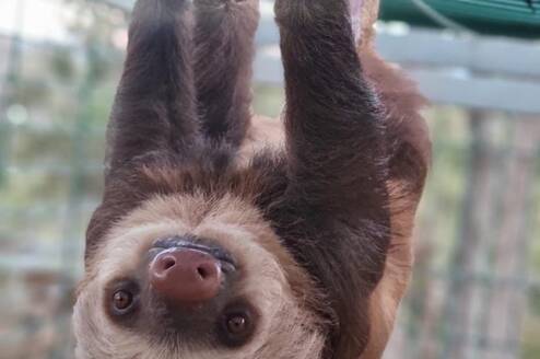 Sloth