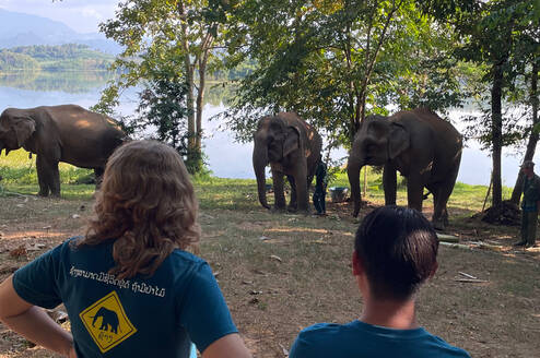 Students observe elephants