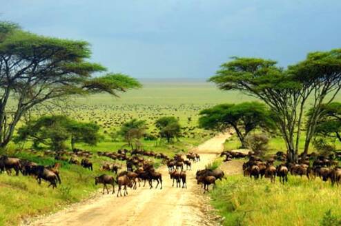 migration in central Serengeti