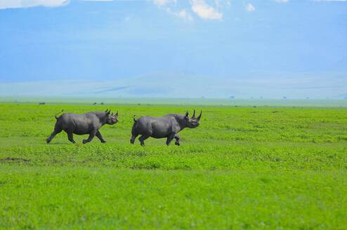Rhinoceros