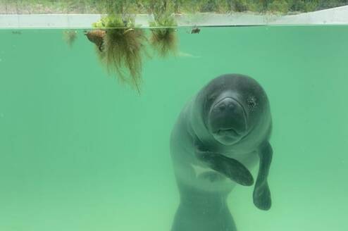 Amazonian manatee in rehabilitation