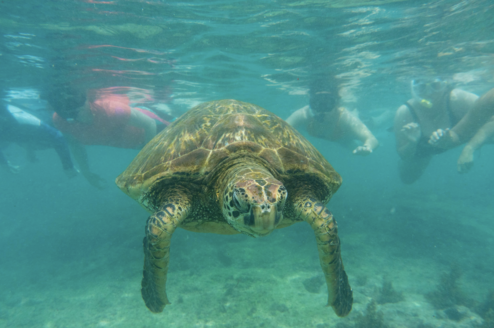 Learn about Galapagos wildlife