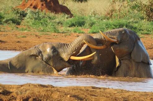 Elephants at Mara river
