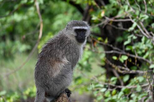 Vervet grooming