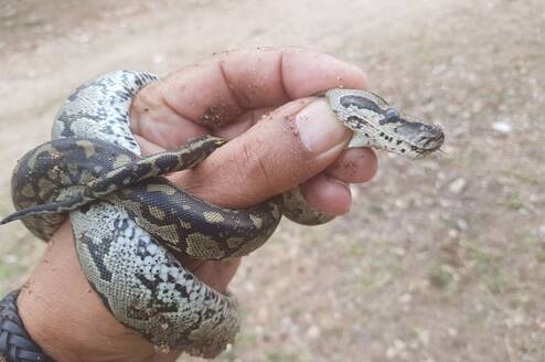baby constrictor 