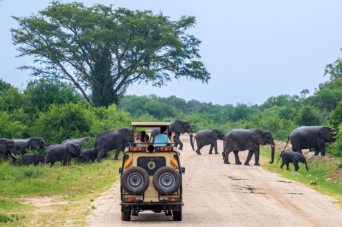 Game drive in in Queen Elizabeth National Park 