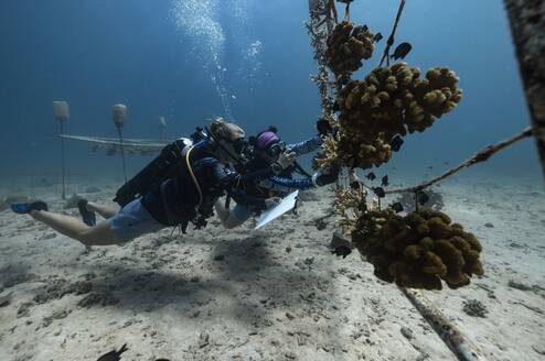 Learn how to collect underwater data with Gili Shark Conservation!