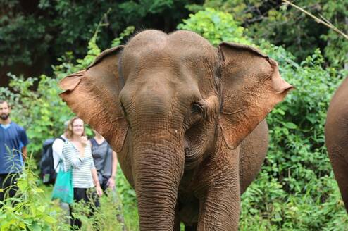 Cambodia volunteers tracking an elephant in the forest reserve