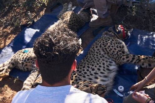 Cheetah conservation hands-on