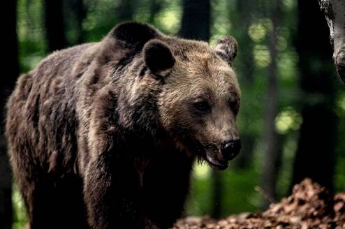 Wildlife Research in Greece