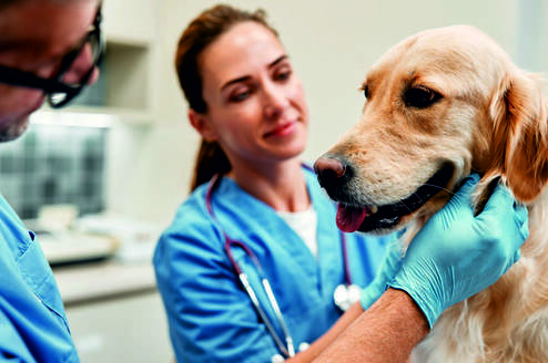 Veterinarian Internships in Greece
