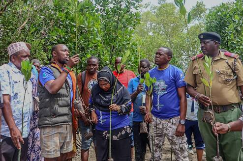 Mangrove restoration at Dongokundu