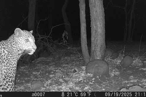 Leopard in trail camera footage