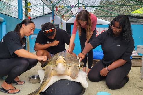 Sea Turtle Conservation in Asia Maldives
