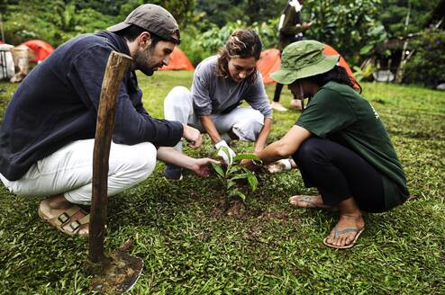 3 people planting seedlings together