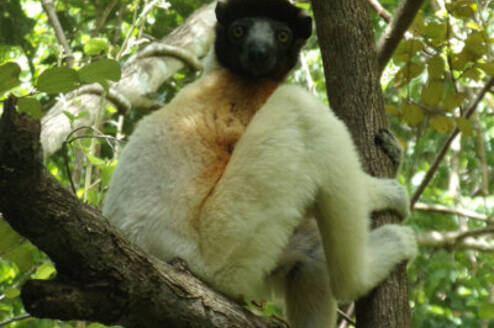 A crowned sifaka sits on an elevated tree branch among leaves