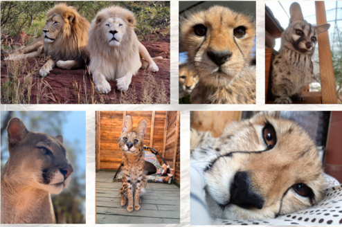 Taking care and showing love for various Animals