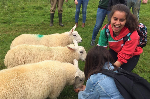 Ireland Wildlife