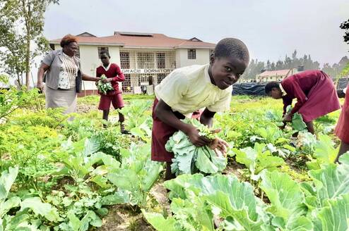 Primary school students harvesting leafy green vegetables in a school garden on the Maisha Project campus in Kisumu County, Kenya, with a teacher supervising in the background.