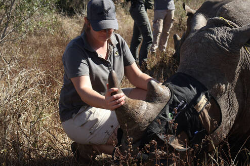 Volunteer with Rhino