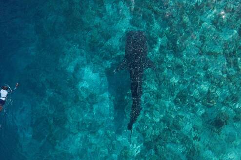 Whale Shark with snorkelers at a responsible distance