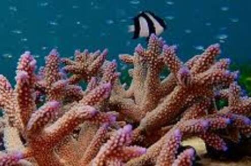corals