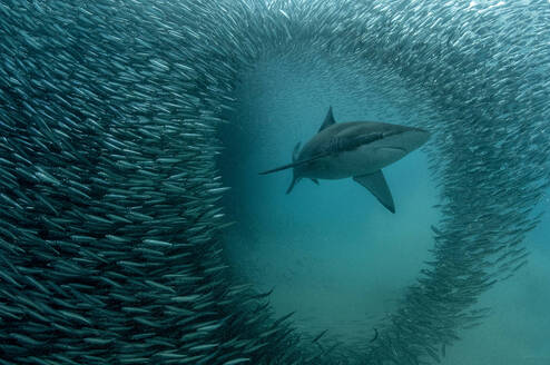 Sardine Run Action