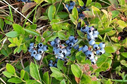 wild blueberries