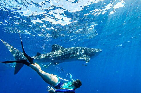 Students snorkeling with a shark.