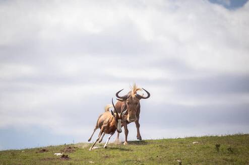 Wildebeest
