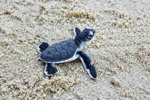 Sea Turtle