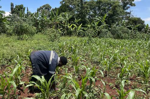 Planting of trees for the community 