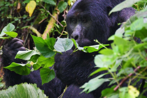 Bwindi Gorilla Trekking Exercise on 10 Days Ultimate Uganda Wildlife,Gorillas and Cultural Adventure