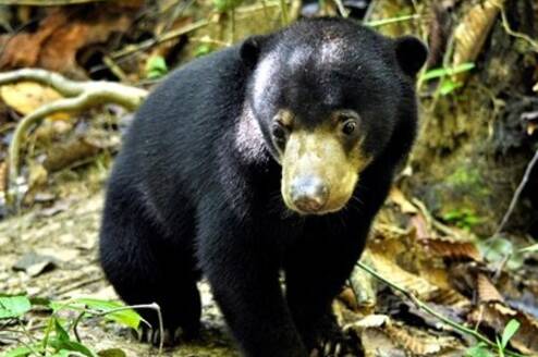 A Bornean sun bear in the rainforest at a conservation project in Malaysia