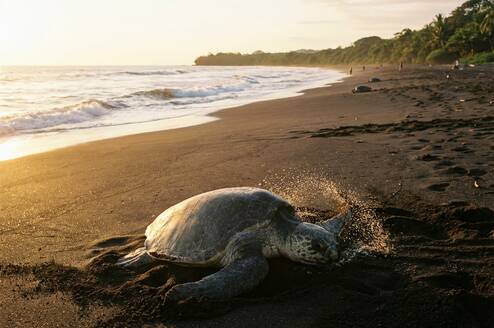 Olive ridley sea turtle on the at Ostional Wildlife Refuge Costa Rica