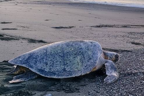 Green sea turtle crawling back to the ocean at dawn on a Pacific beach in Costa Rica