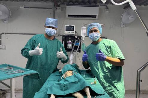 Our Veterinarians