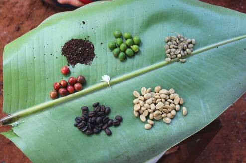 coffee cultivation tanzania