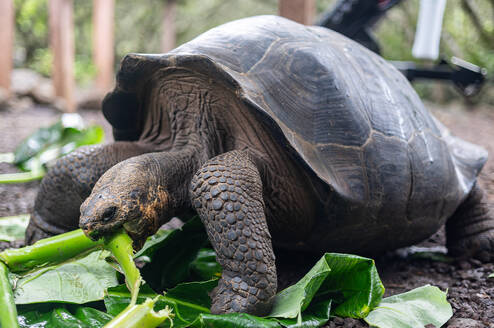 A giant tortoise takes a bite out of a thick green plant stem from a pile of fresh leaves on the ground.