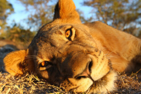 African Impact Wildlife Conservation Programs Big Cat Wildlife Research & Conservation in Kenya