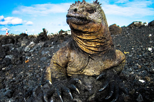 Galapagos Islands Marine Iguanas