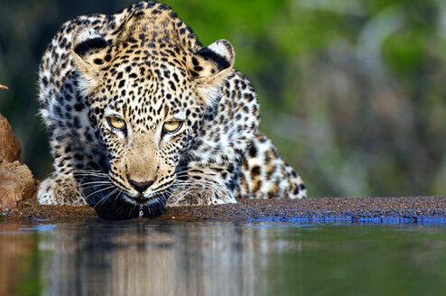 Endangered Wildlife Volunteer Programs in South Africa - Wildlife ACT Incredible Wildlife Viewing Opportunities