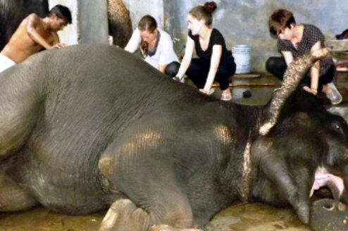 Volunteer Work With Elephants Thumbnail