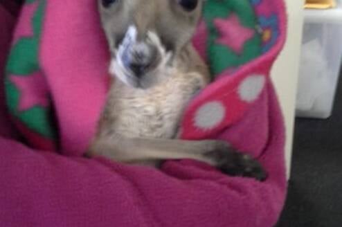 A joey looks at the camera while bundled in a felt pouch